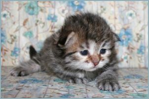 Female Siberian Kitten from Deedlebug Siberians